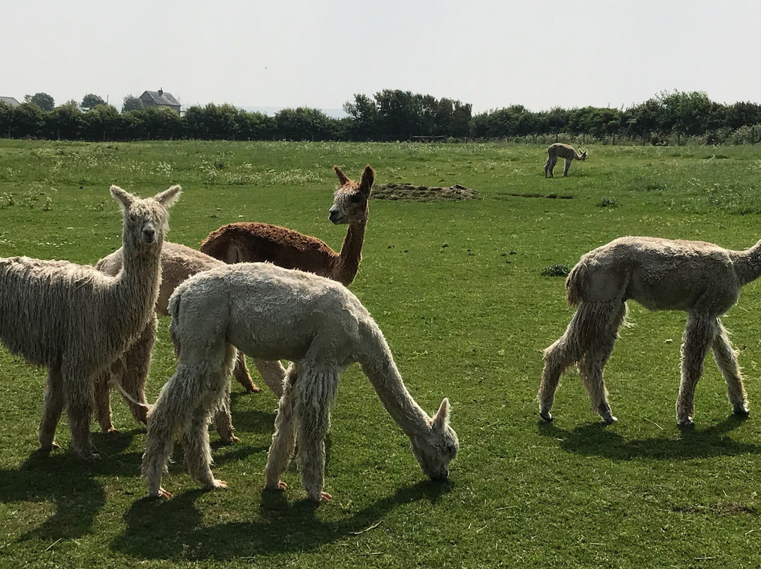 Wellow旅游攻略图片