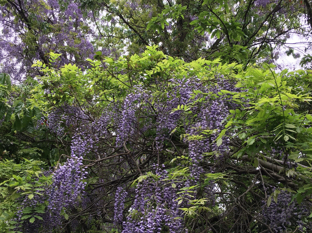 Mt. Tomiyama-相生市必去景点