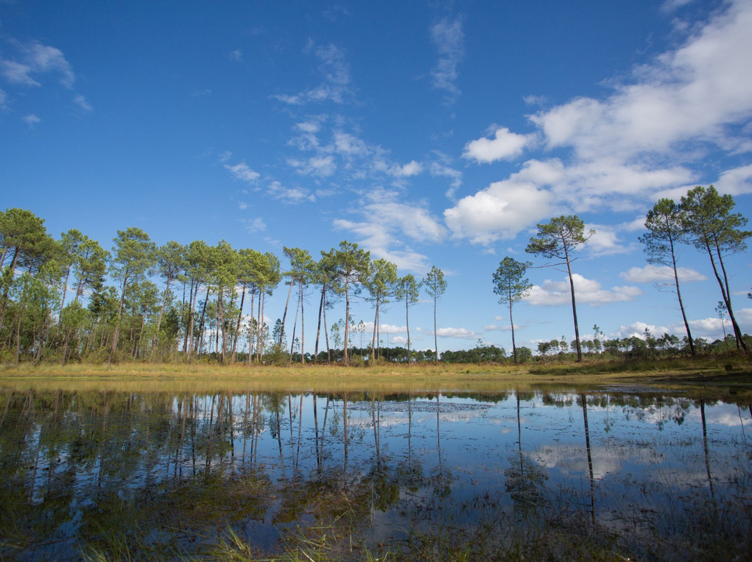 Parc naturel régional des Landes de Gascogne景点图片