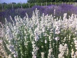 Serenity Lavender Farm景点图片
