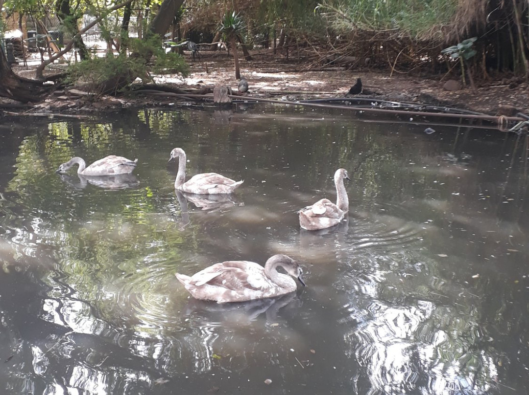 Petmasters Bird Park景点图片