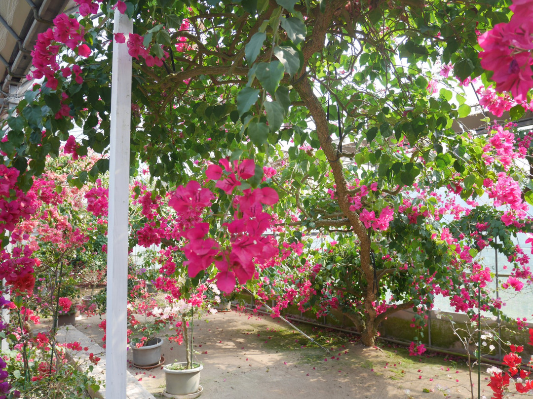 Bougainville no mori-唐津市必去景点