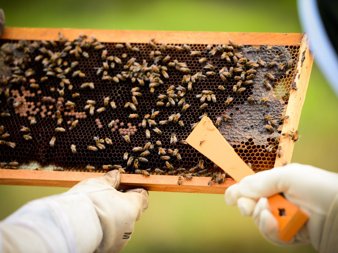 Reagan's Honey-大开曼岛必去景点