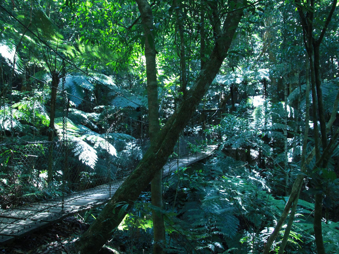 Gold Coast Hinterland Great Walk景点图片
