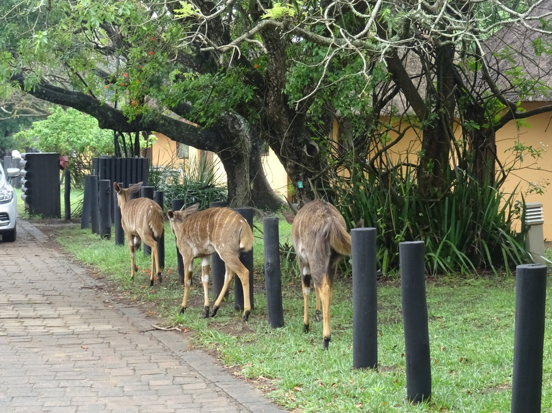 Hluhluwe Umfolozi Hilltop Camp主图