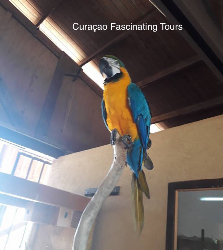 Curaçao Fascinating Tours景点图片