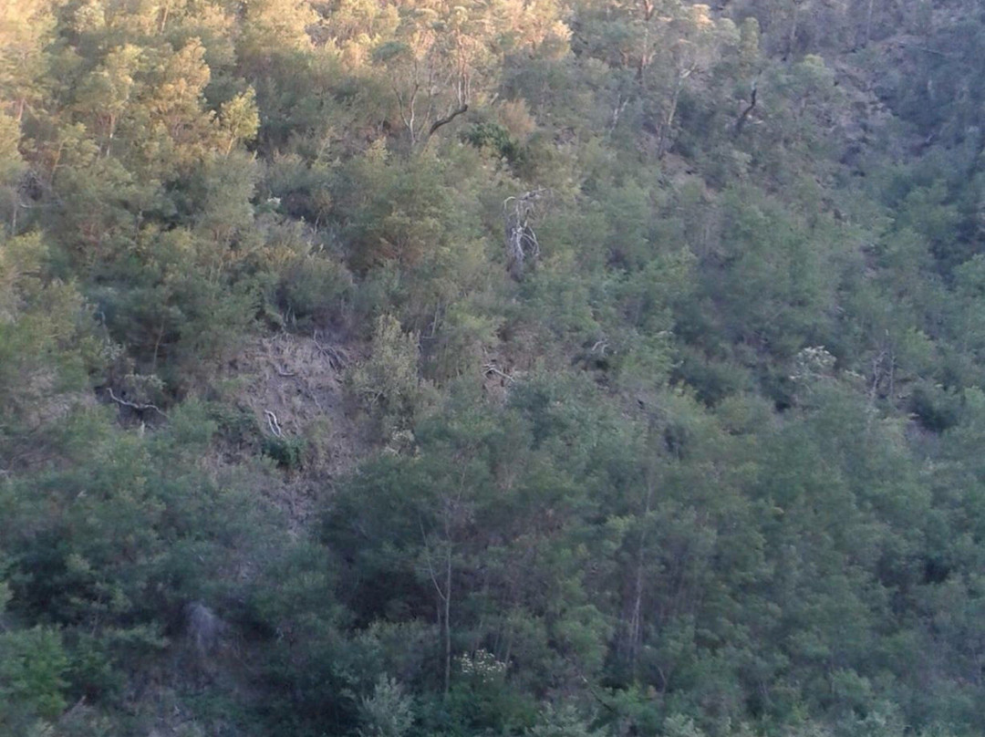 Bruntons Bridge-Walhalla必去景点