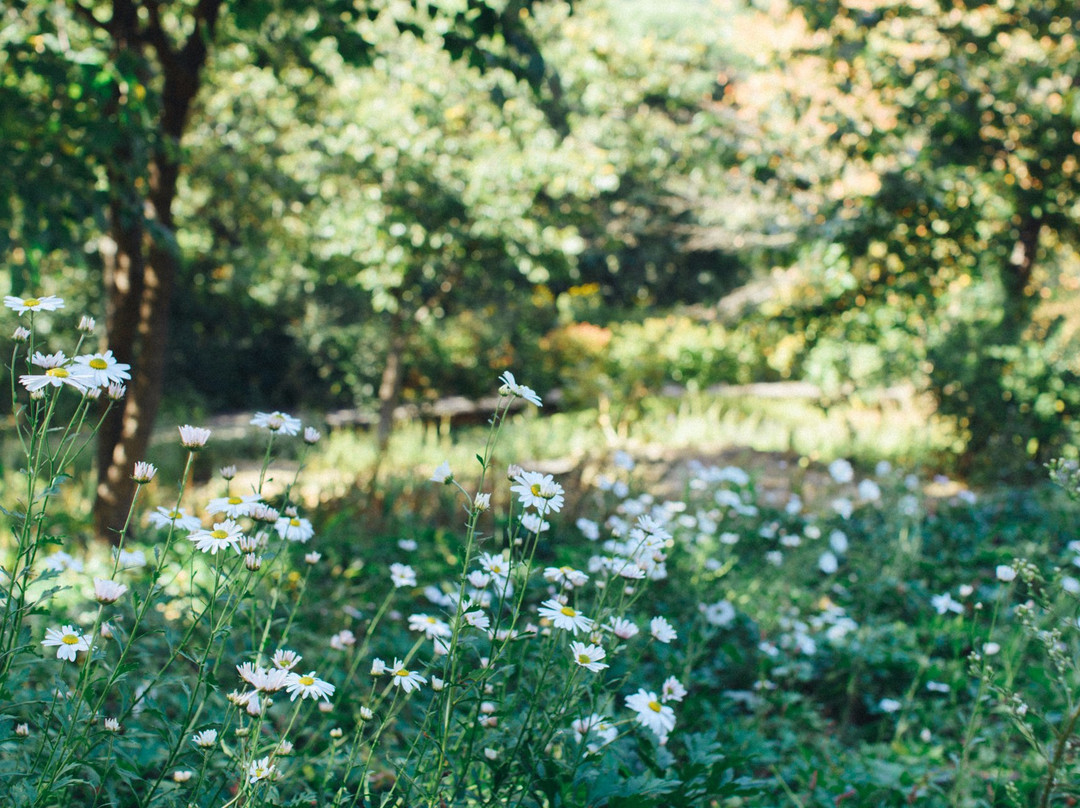 Yonin Natural Recreation Forest-龙仁市必去景点