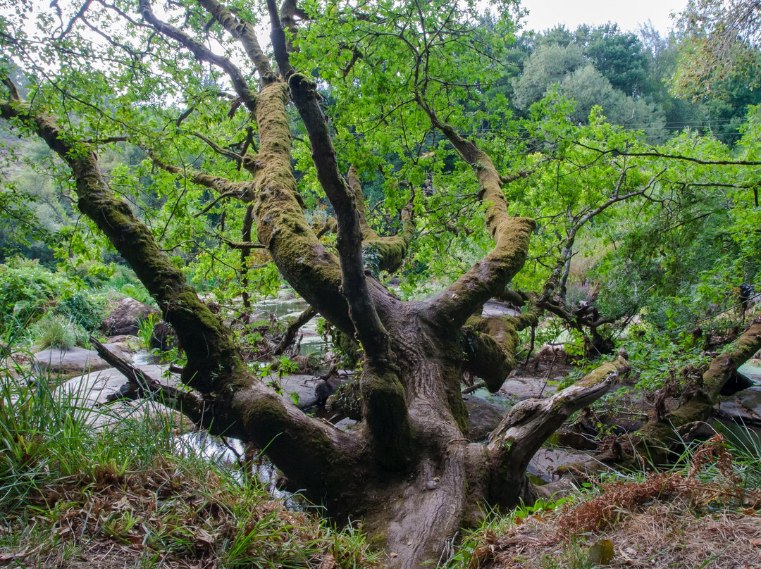 Parque do Mino-卢戈省必去景点
