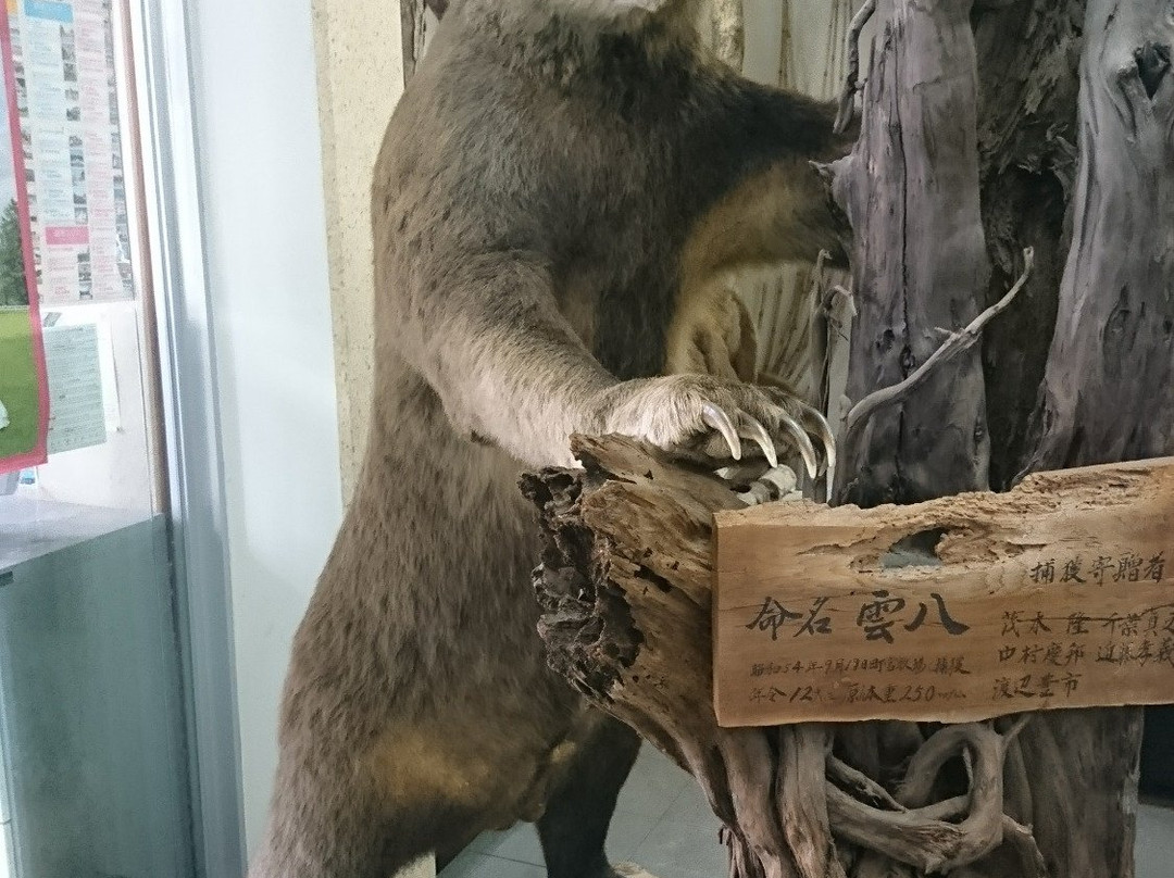 Yakumocho Carved Wooden Bears Museum-八云町必去景点