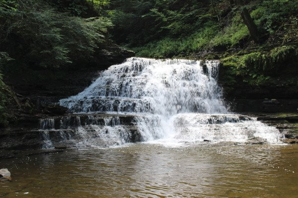 Salt Springs State Park景点图片