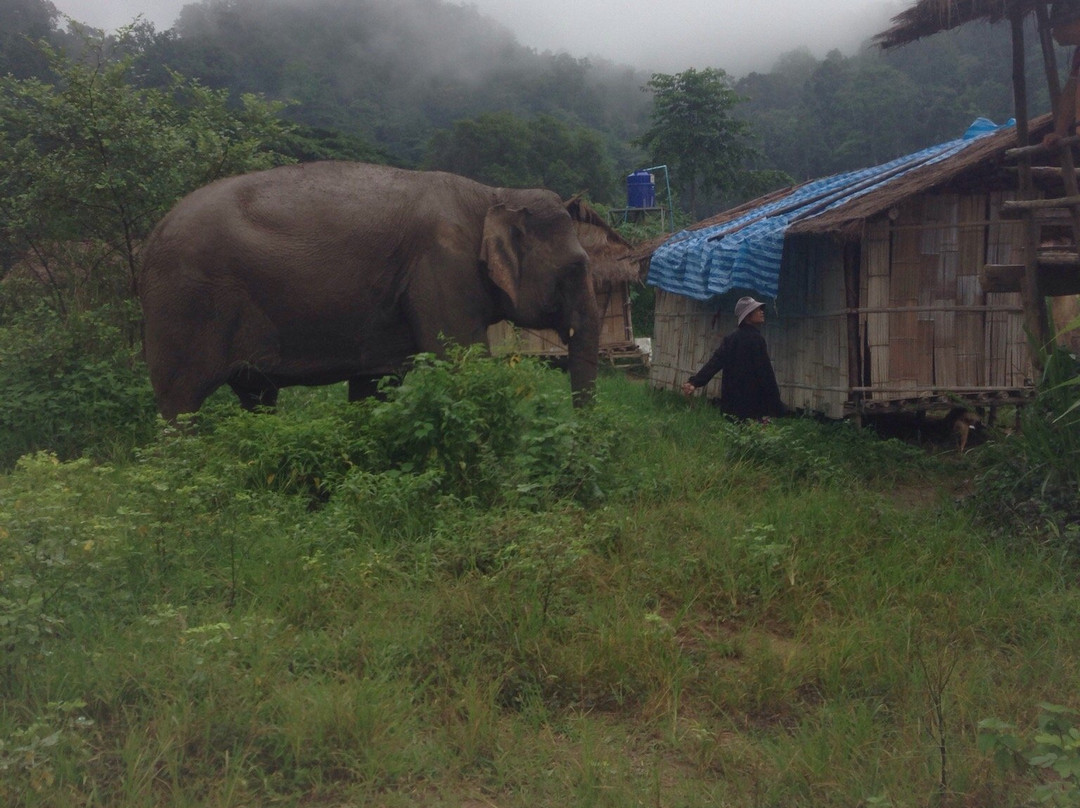 Mayrin Elephant Family Camp-夜登必去景点