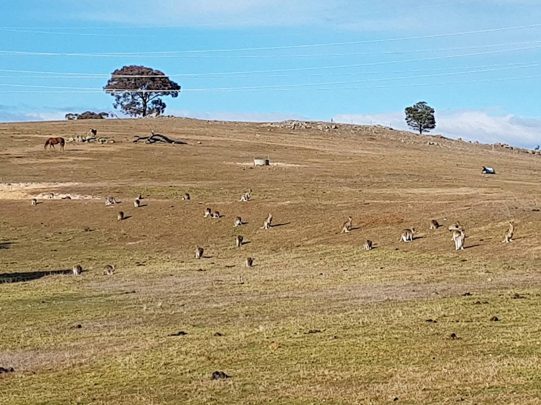 Mount Taylor Nature Reserve-堪培拉必去景点