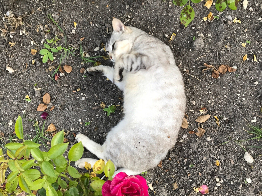 Les Collinauds主图