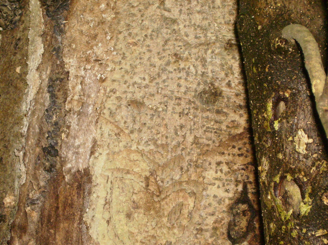 JM Barker (Hapupu) National Historic Reserve景点图片