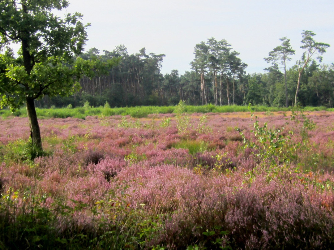 Landschap de Liereman景点图片