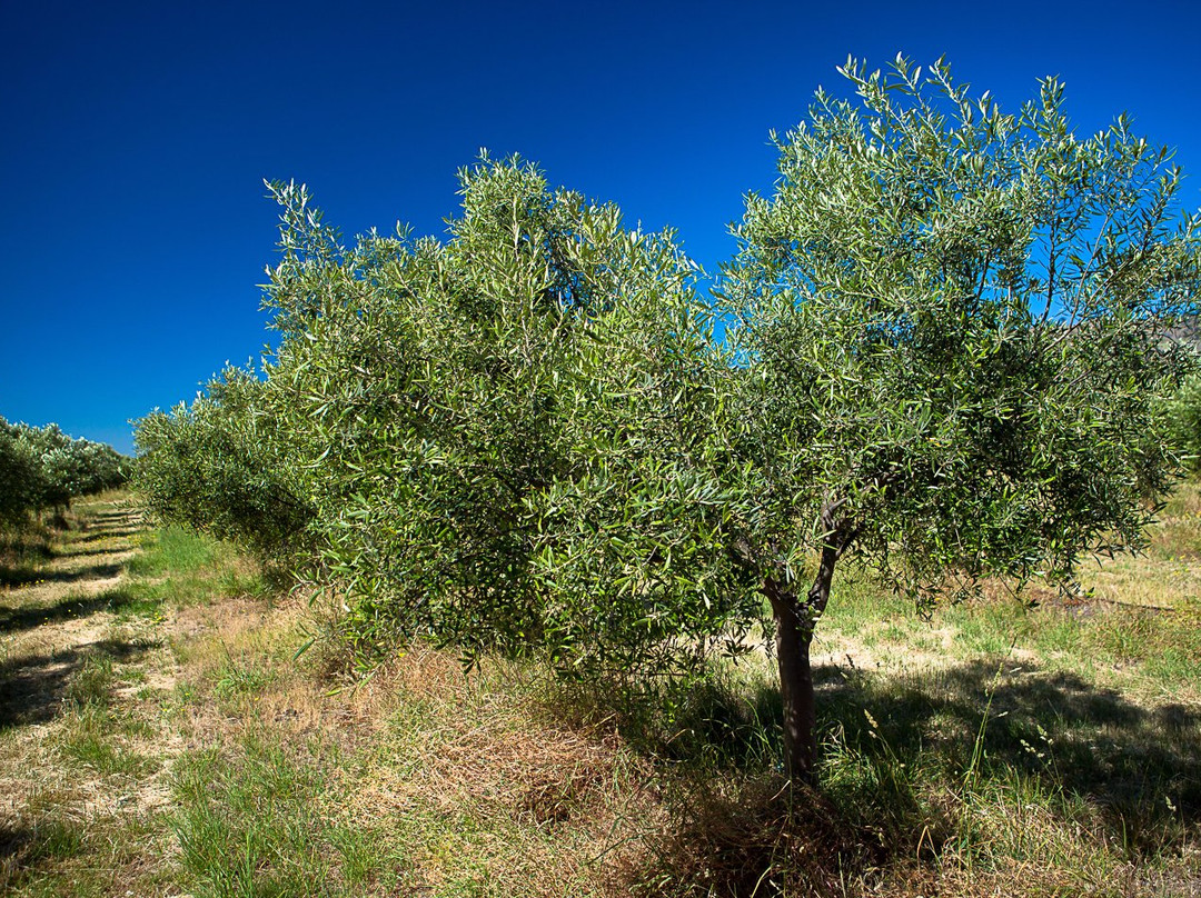 Freshfield Grove-Campania必去景点