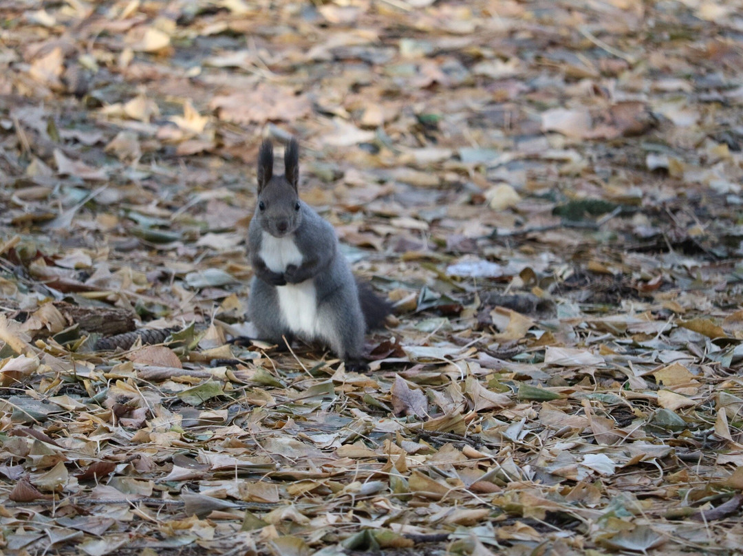 Otofuke Shrine-音更町必去景点
