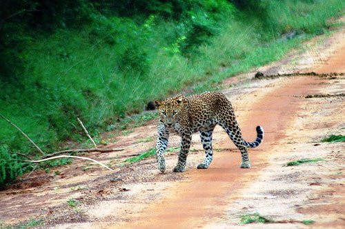 Asmitha and Rajinth Safari-蒂瑟默哈拉默必去景点