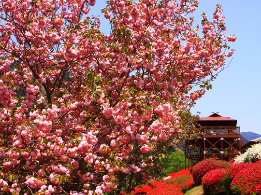 Shiibae Park-三股町必去景点