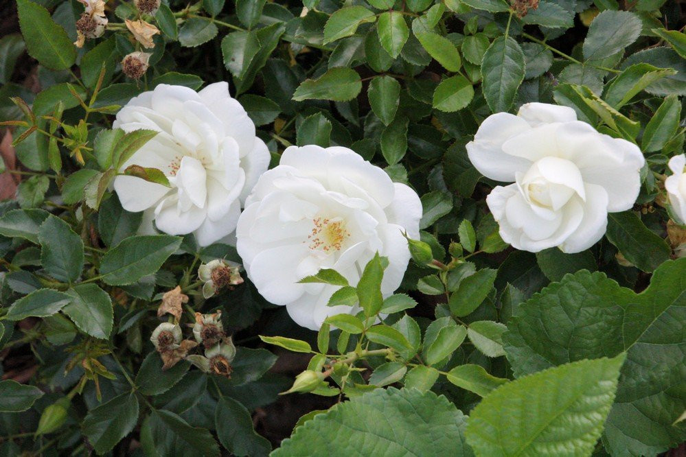 Chippawa Park-Welland必去景点