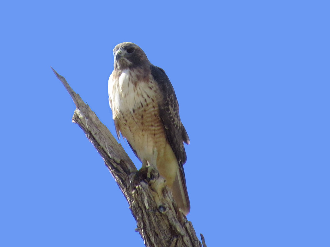 Cibola National Wildlife Refuge-尤马必去景点