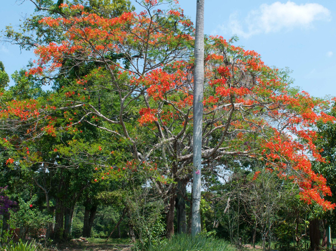 Bolivian Parrots Conservation-Trinidad必去景点