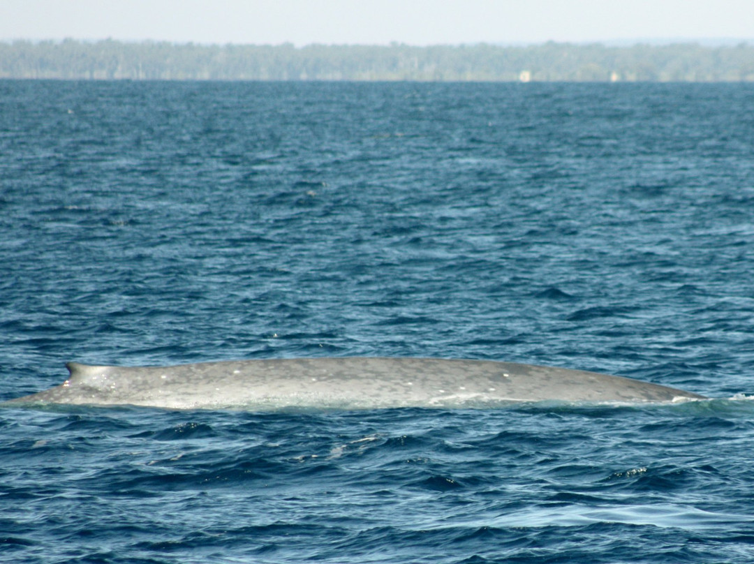 Geographe Maritime Charters-巴瑟尔顿必去景点