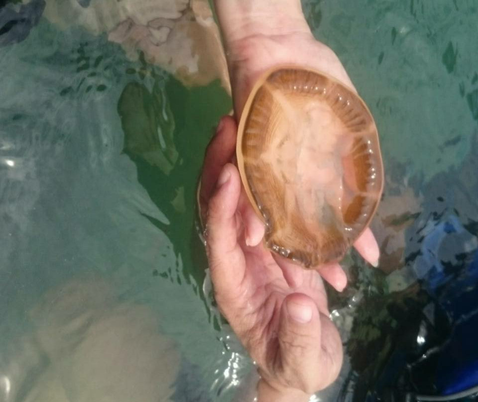 Sting-less Jellyfish Lake-Pulau Kakaban必去景点