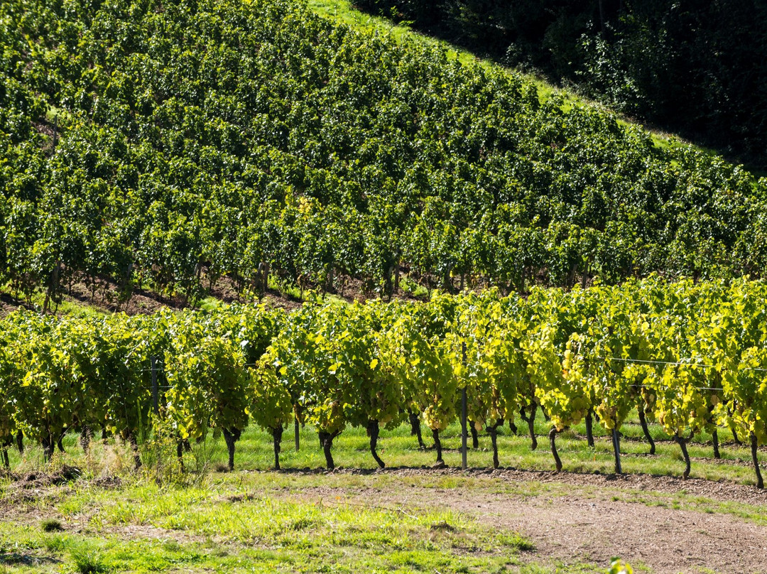 Domaine Des Deux Arcs-Martigne-Briand必去景点