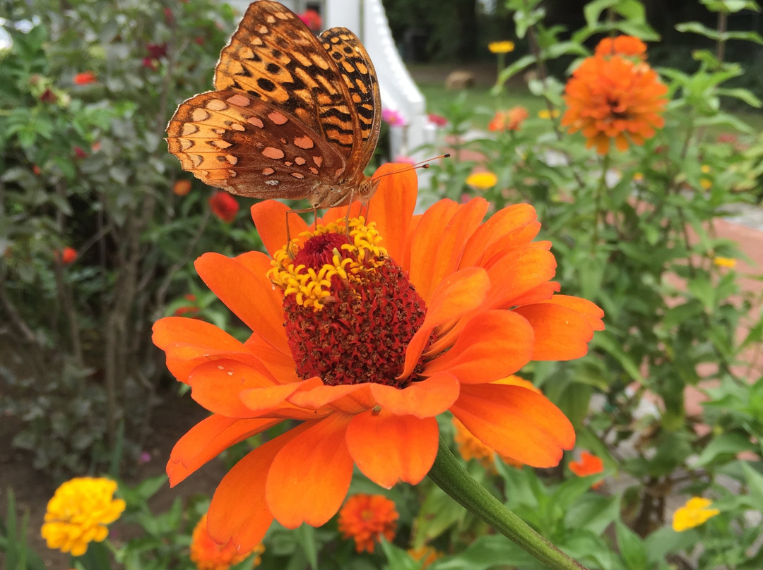 Grandmother's Garden景点图片