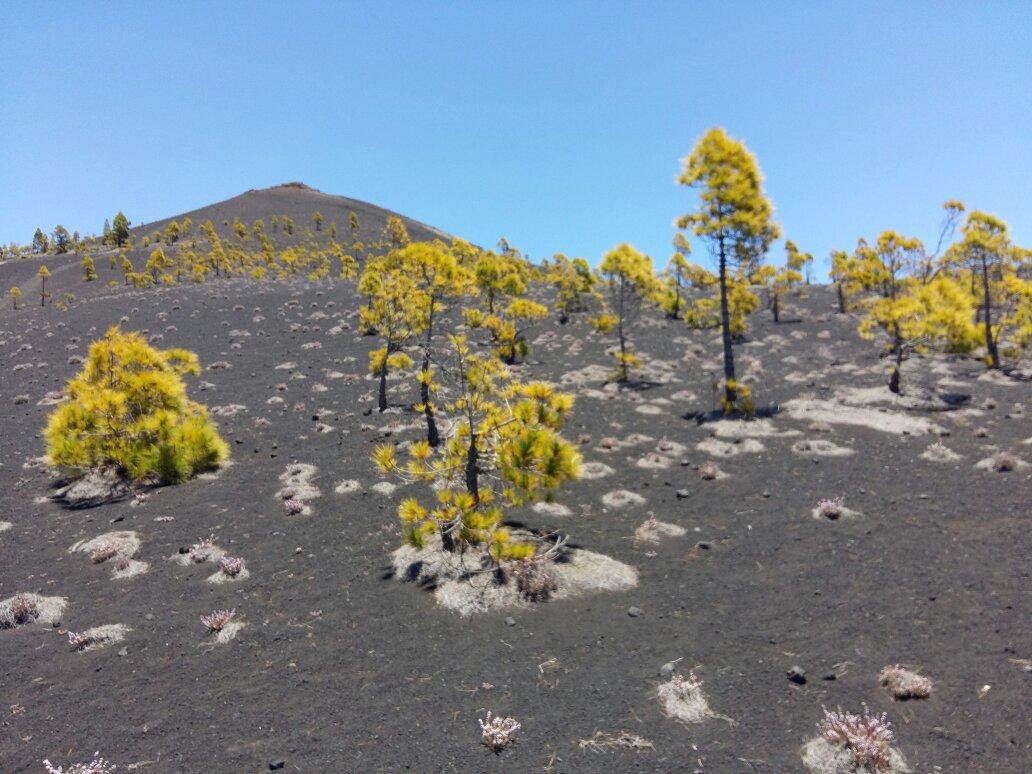 Parque Natural de Cumbre Vieja景点图片