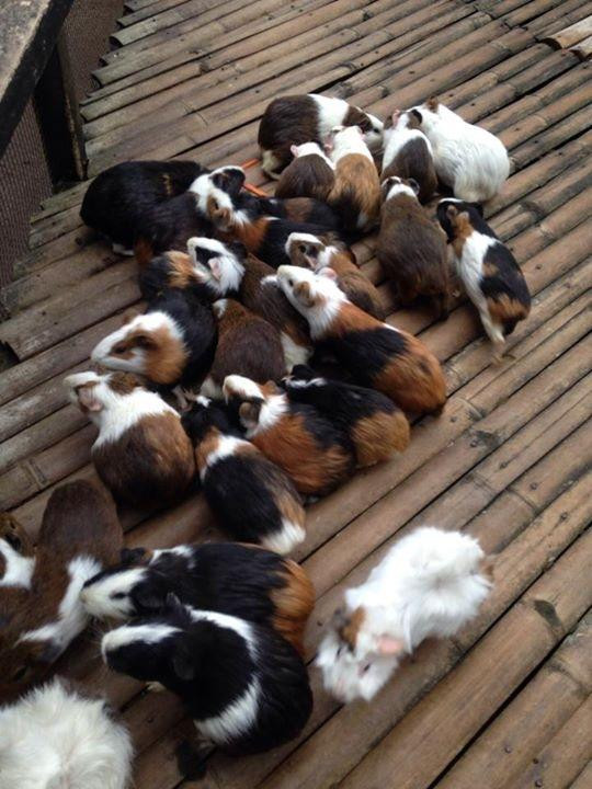 Fun Farm at Sta. Elena景点图片