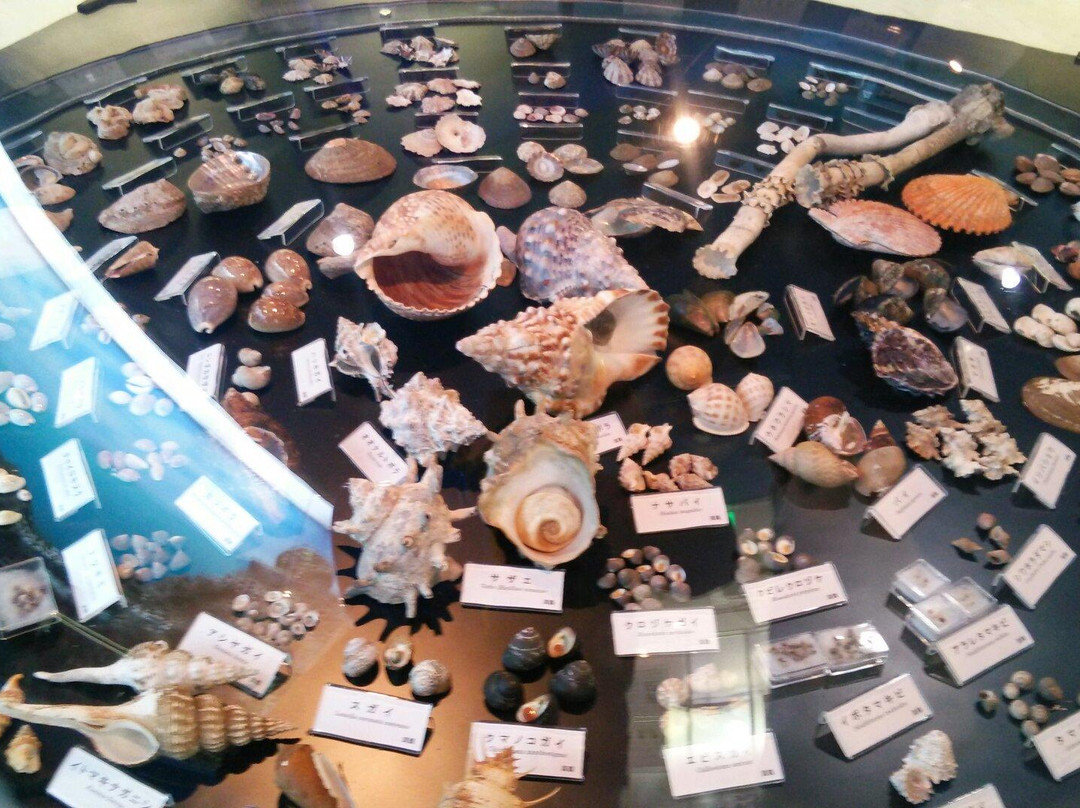 Manazuru Shell Museum-真鹤町必去景点