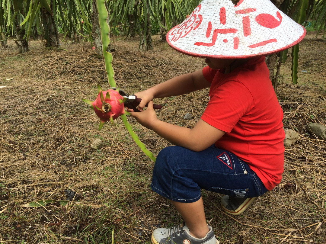 Sabila Farm-Sleman必去景点