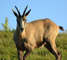 Ma Hotte Balades et Randonnées-La Bresse必去景点