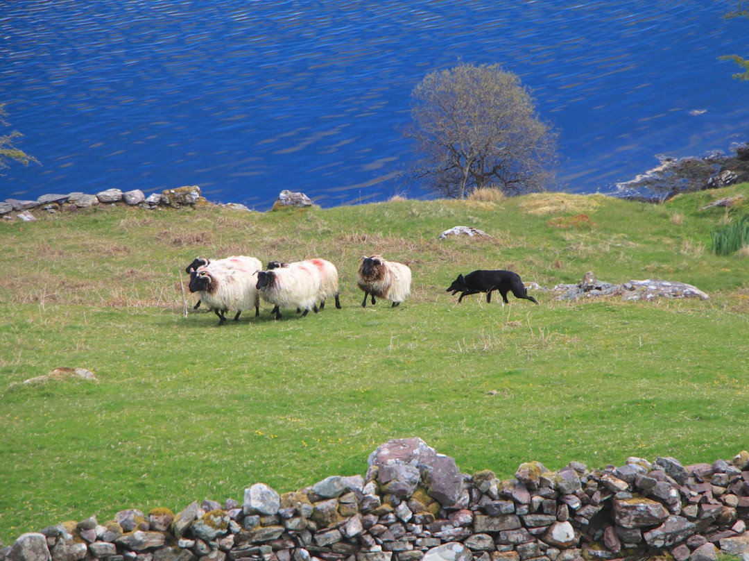 Killary Sheep Farm景点图片