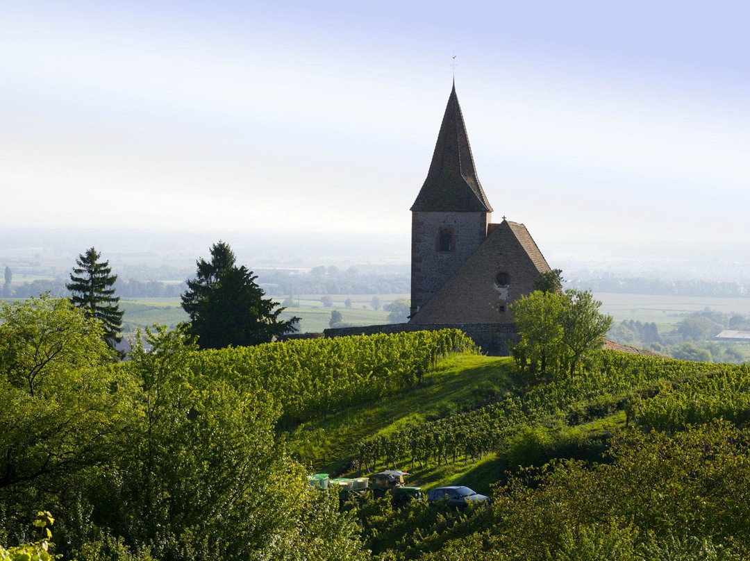Domaine Mittnacht Frères景点图片