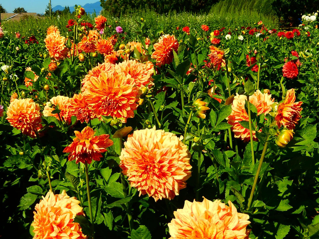 Ferncliff Gardens-米逊必去景点