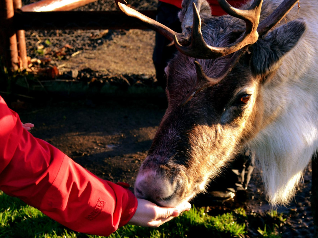 Ythanbank Reindeer-Ellon必去景点
