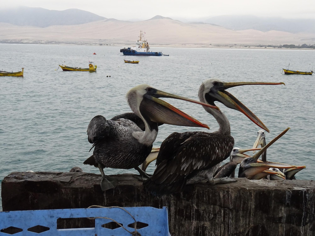 Costanera de Huasco-Huasco必去景点