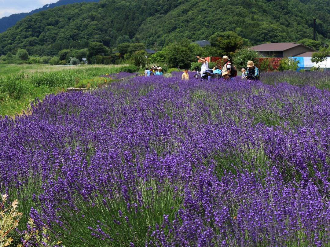 Lake Kawaguchi Herb Festival景点图片