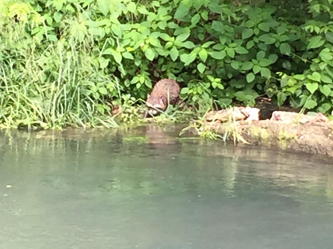 Roaring River State Park-Cassville必去景点