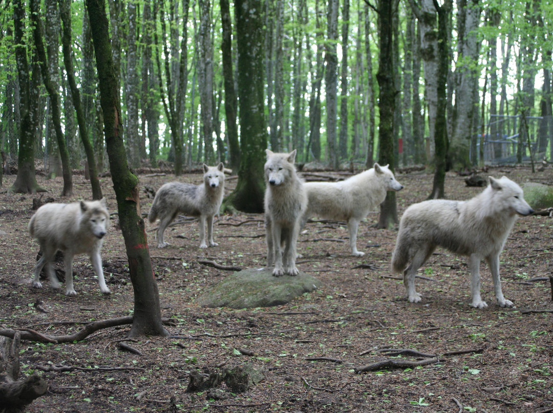 Loups de Chabrières景点图片