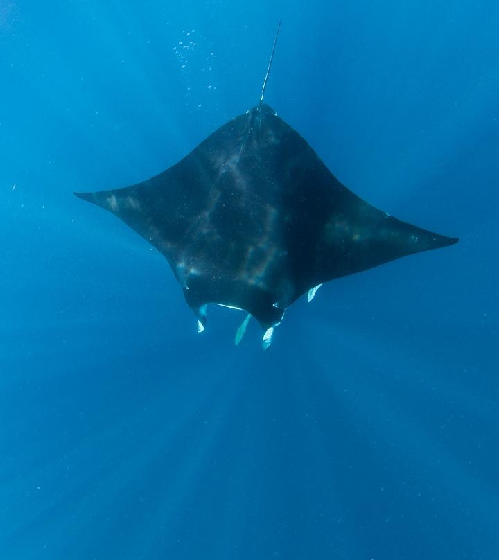 Apnea Australia景点图片