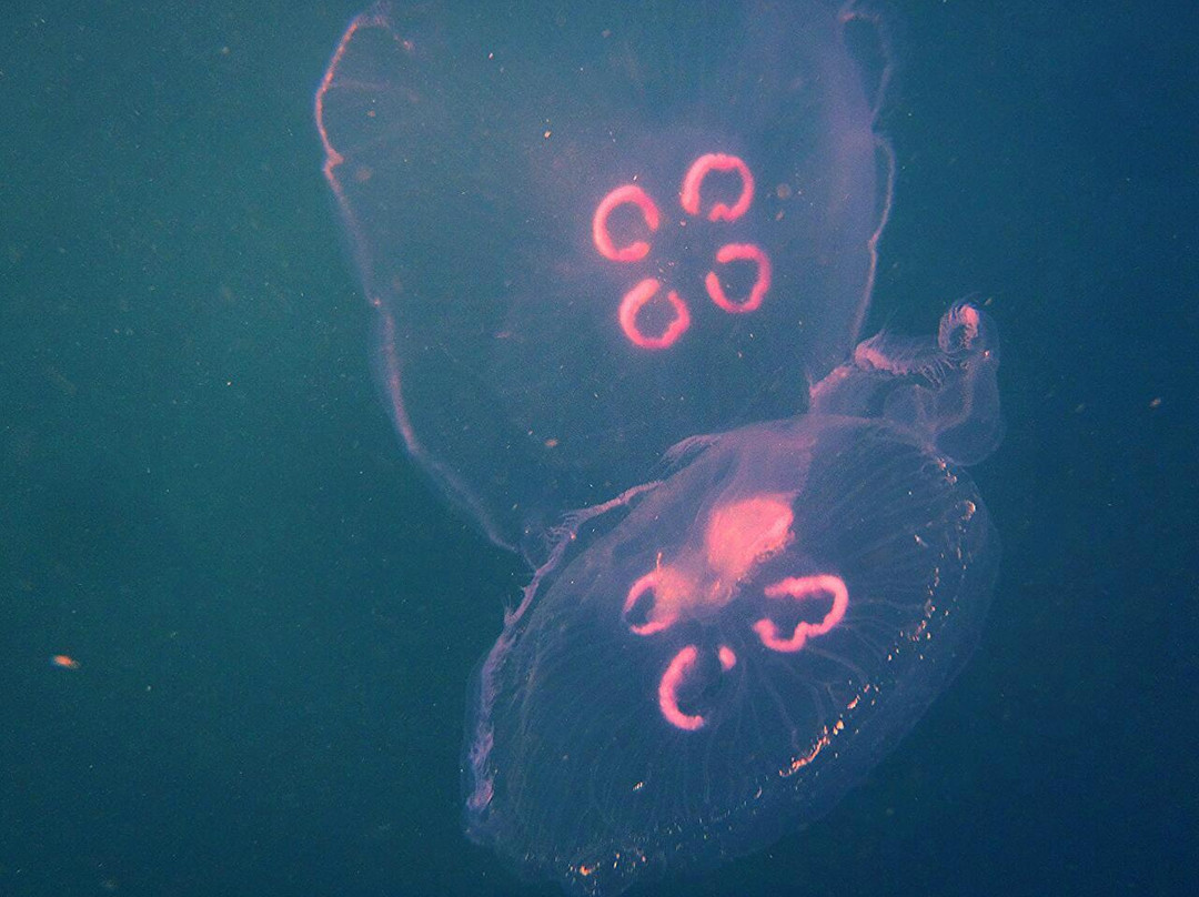 Waikawa Dive Centre景点图片