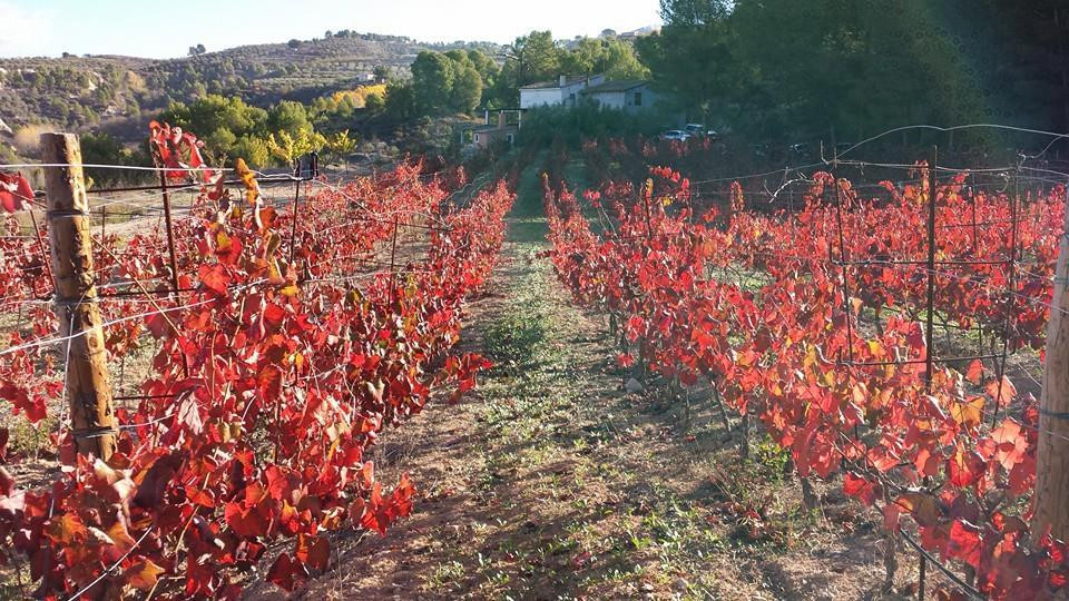 Ruta de Microvina del Celler la Muntanya景点图片