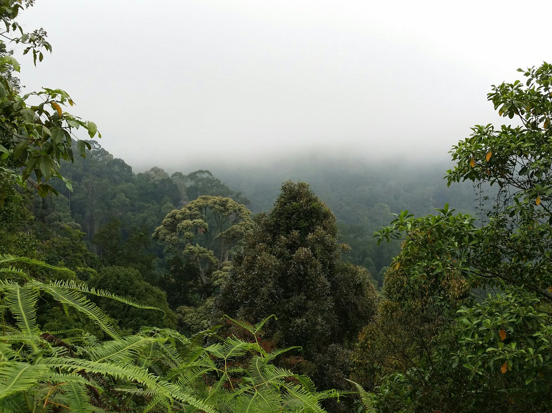 Wendy Tarot Card-Menglembu必去景点