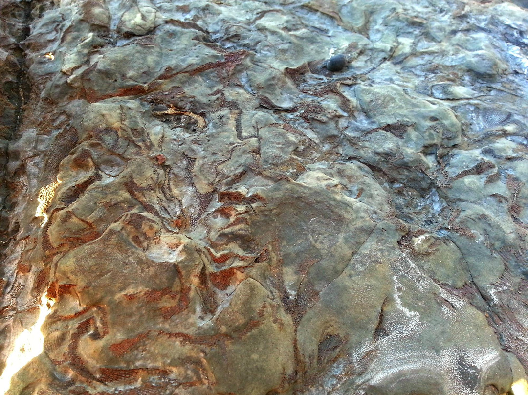Gondwana Coast Fossil Walk景点图片