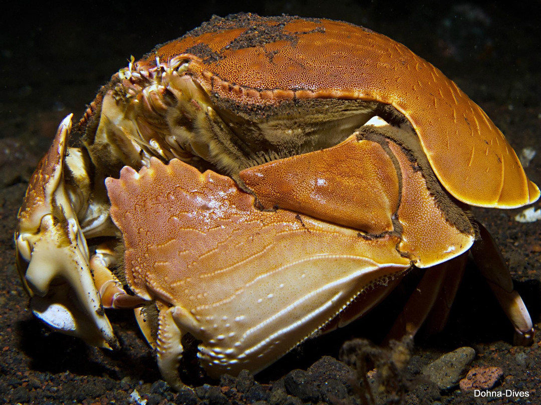 Dohna Dives-邦劳岛必去景点